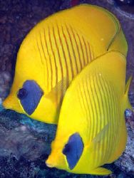 Masked butterfly fish taken at Sharksbay with Olympus SP350. by Anel Van Veelen 